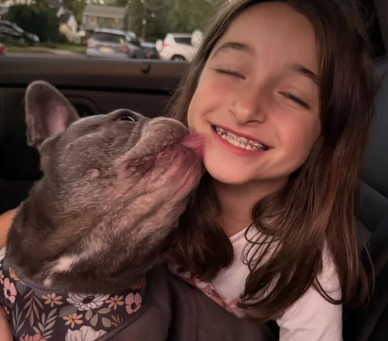 A senior medium-sized female Gray / Blue / Silver French Bulldog dog named Esther for adoption in Tinton Falls, NJ