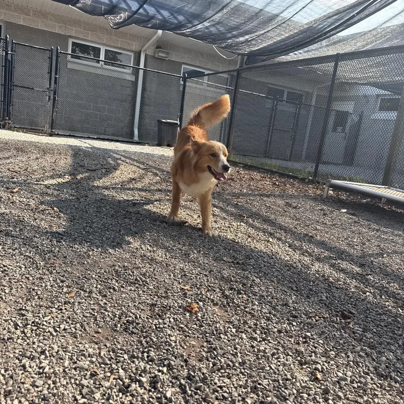 YORKStray thumbnail 3