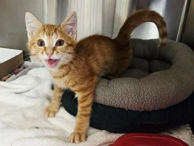 A baby small-sized male Domestic Short Hair cat named Noodle for adoption in Martinez, CA