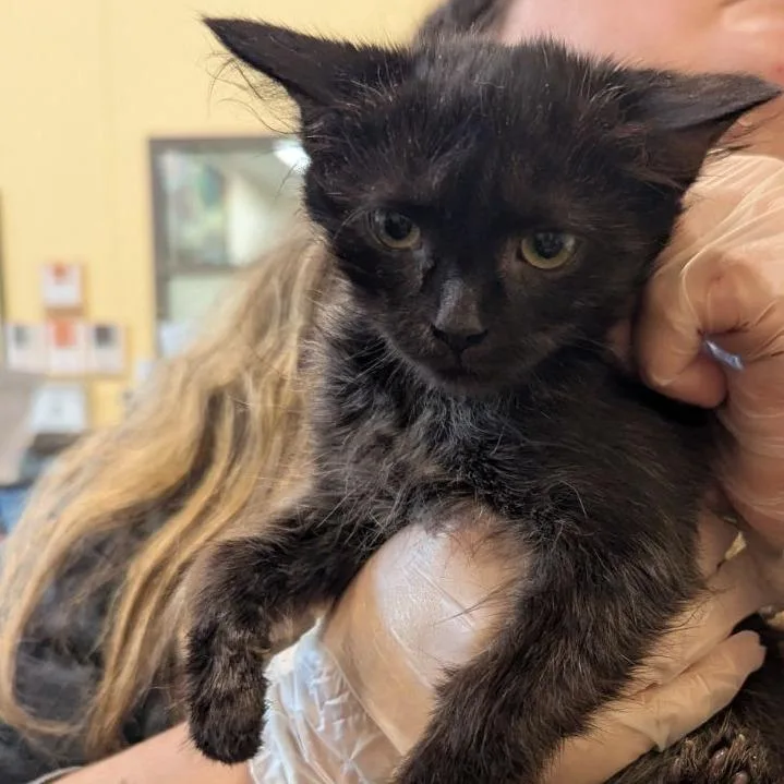 A baby small-sized male Black Domestic Short Hair cat named Kringle for adoption in Lynchburg, VA
