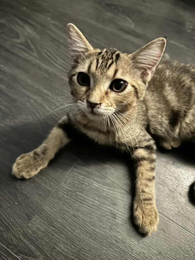 A young medium-sized male Domestic Short Hair cat named Steven for adoption in Phoenix, AZ