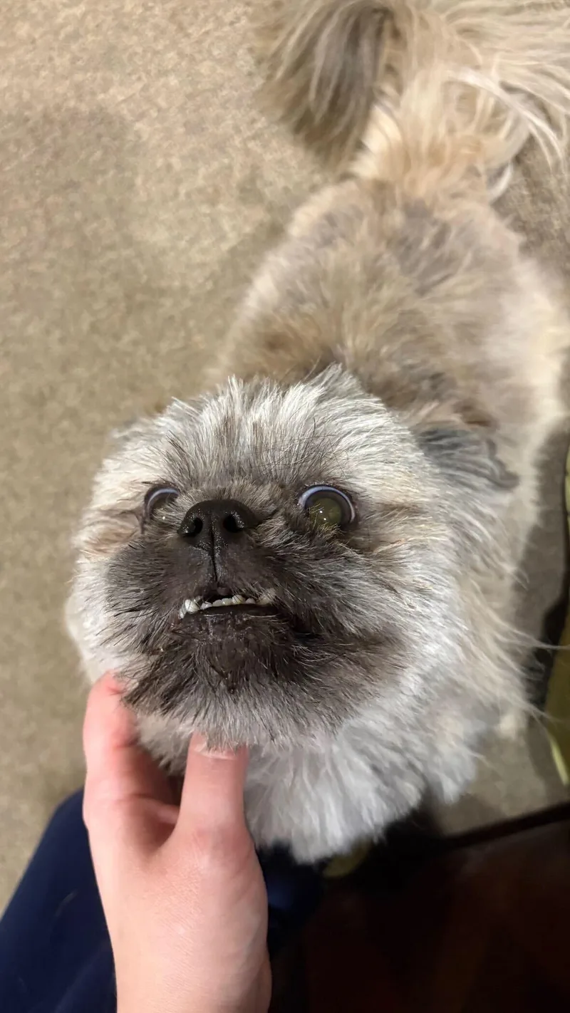 Olly