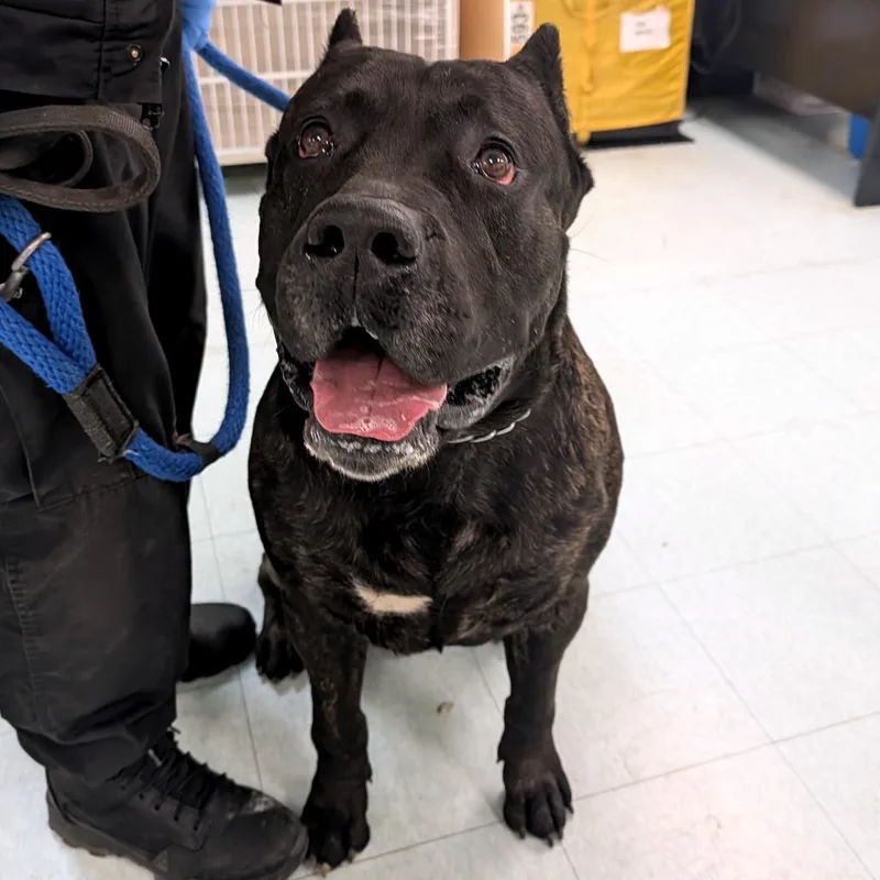 Biggie Smalls thumbnail 2