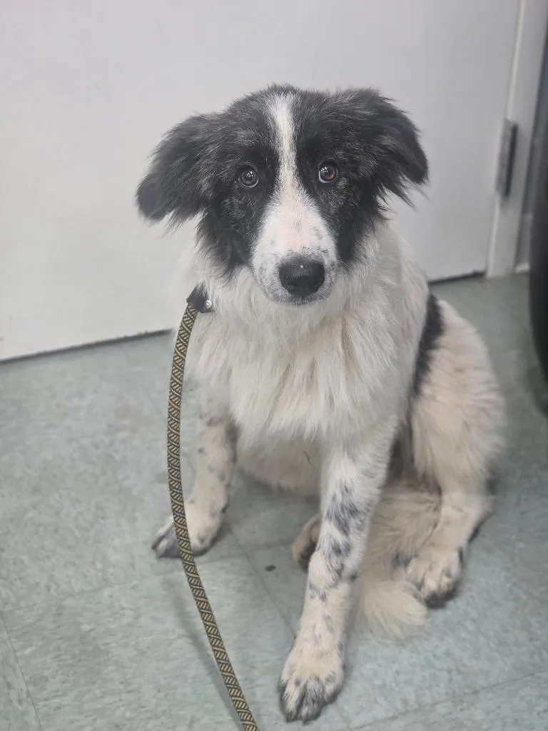 A baby medium-sized female Great Pyrenees dog named Bosch for adoption in Danielsville, GA