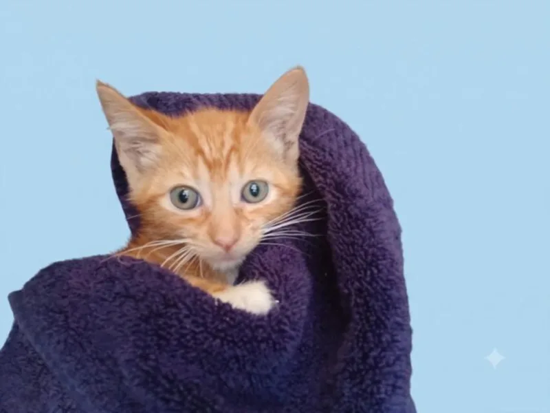 A baby small-sized male Domestic Short Hair cat named Goose for adoption in Chatsworth, CA