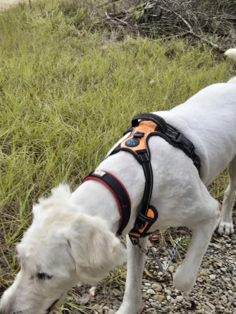A young large-sized male Golden Retriever dog named Sandy for adoption in Gun Barrel City, TX