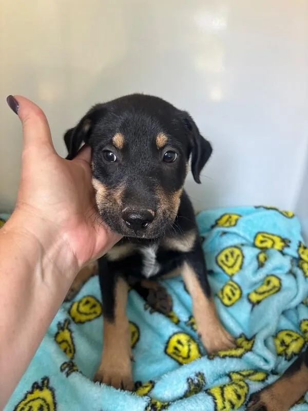 A young small-sized male Black Mixed Breed dog named Luke for adoption in Mobile, AL