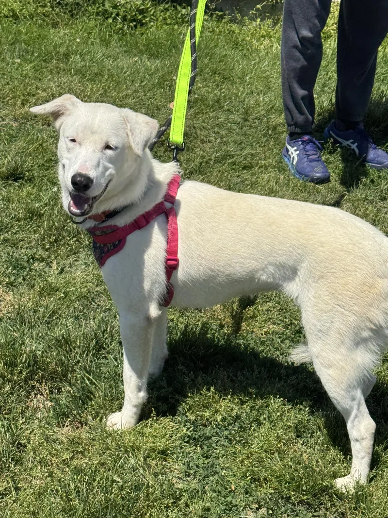 A young medium-sized female White / Cream Yellow Labrador Retriever dog named Bonnie for adoption in Ellicott City, MD