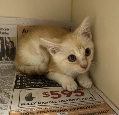 A baby small-sized male Domestic Short Hair cat named Hendrix for adoption in Fairfax, VA