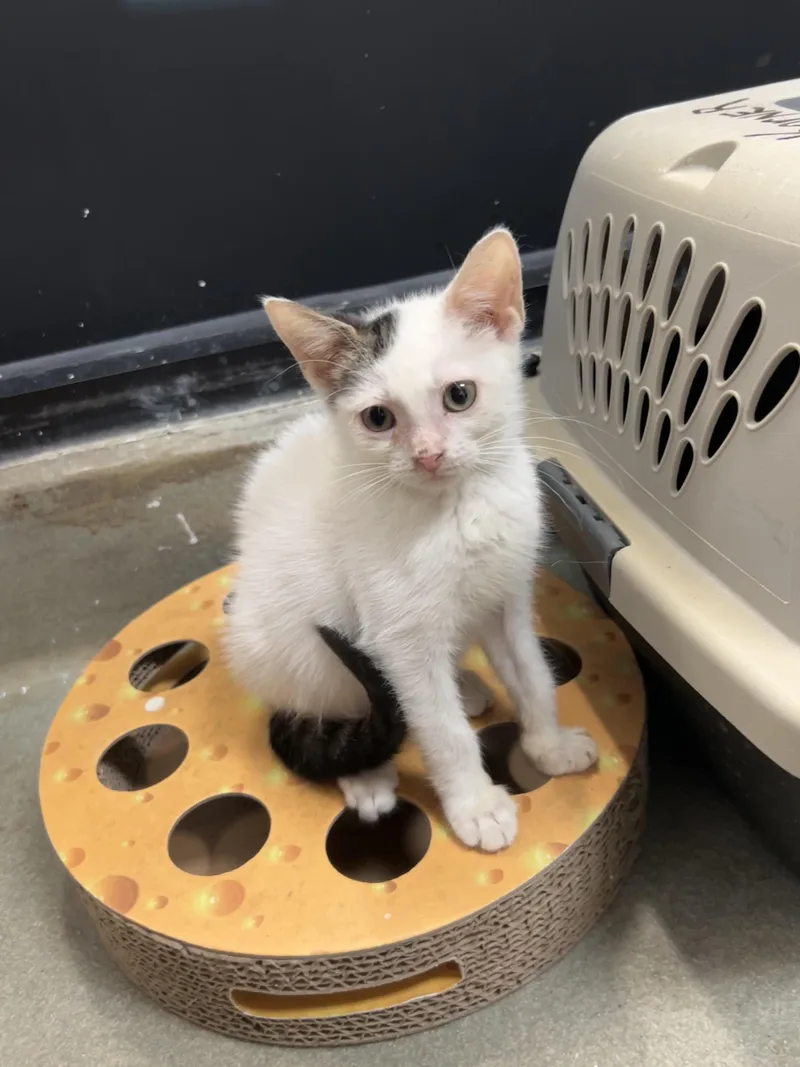 A baby medium-sized female Domestic Short Hair cat named Jorja for adoption in Palmetto, FL