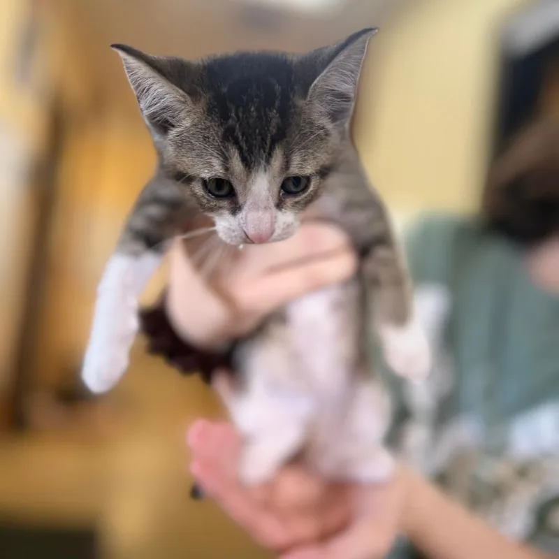 A baby small-sized female Gray / Blue / Silver Domestic Short Hair cat named Tilly for adoption in New Fairfield, CT