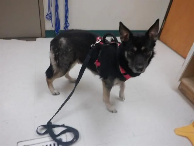 An adult medium-sized female German Shepherd Dog dog named Bella for adoption in Oroville, CA