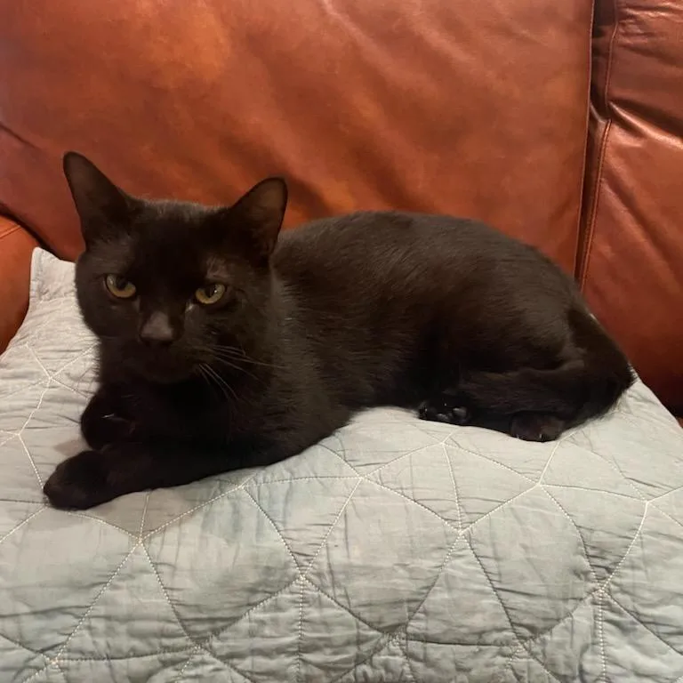 An adult large-sized male Domestic Short Hair cat named Montague for adoption in Evanston, IL