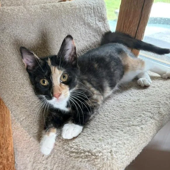 A baby small-sized female Black Domestic Short Hair cat named Stormy for adoption in Winston Salem, NC