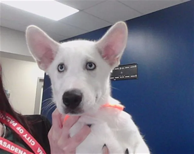 A baby small-sized male Siberian Husky dog named Casper for adoption in Pasadena, TX
