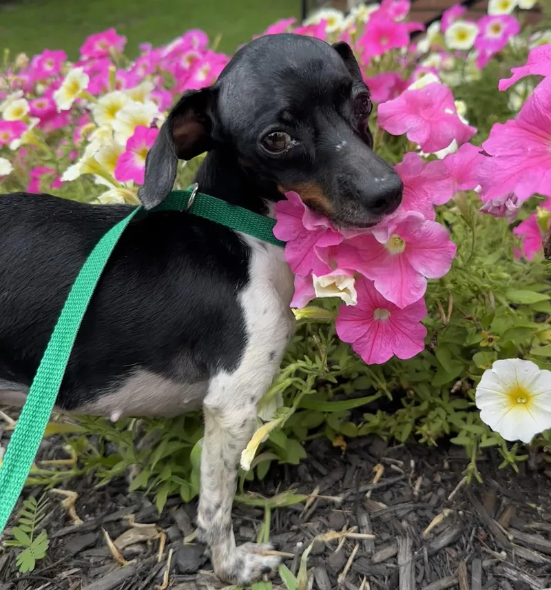 An adult small-sized female Tricolor (Brown, Black, & White) Miniature Dachshund dog named Amberlee for adoption in Lawrenceville, GA