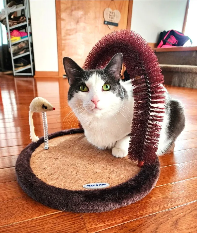 An adult medium-sized female Gray & White Domestic Medium Hair cat named Chloe for adoption in Ypsilanti, MI