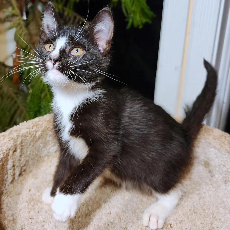 A baby large-sized male Black & White / Tuxedo Siberian cat named Lancelot Noble Siberian for adoption in Danbury, CT