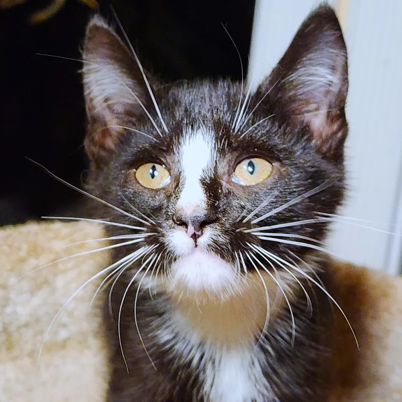 Lancelot  Noble Siberian thumbnail 2