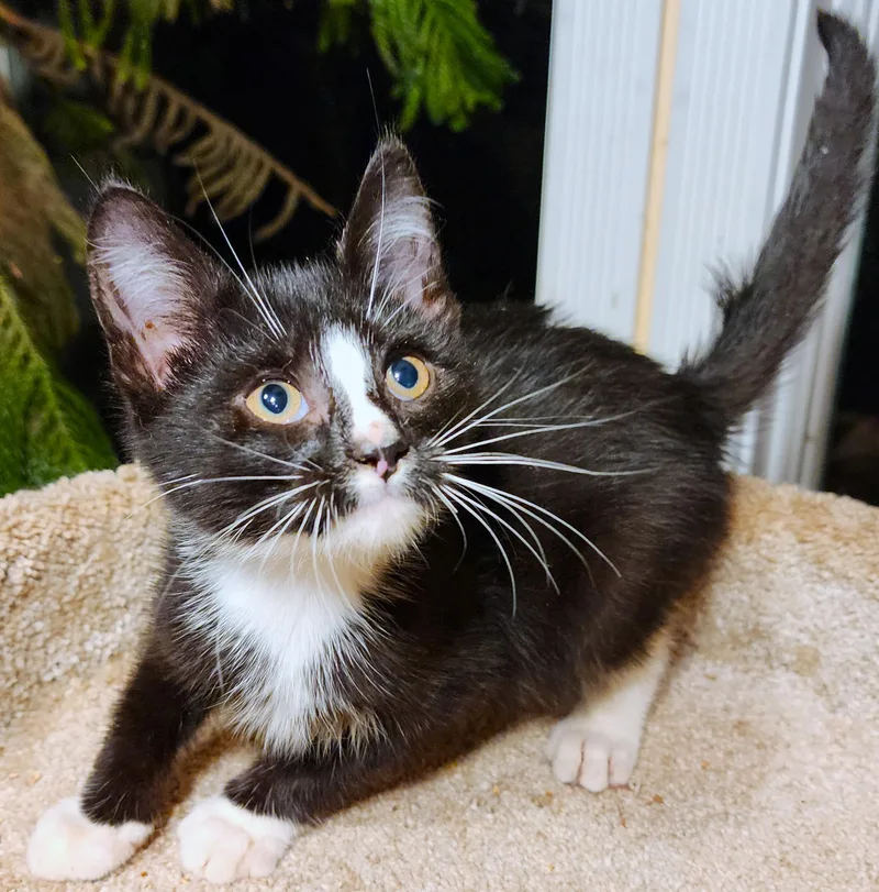 Lancelot  Noble Siberian thumbnail 3