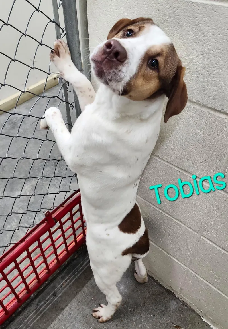 Tobias Terrific