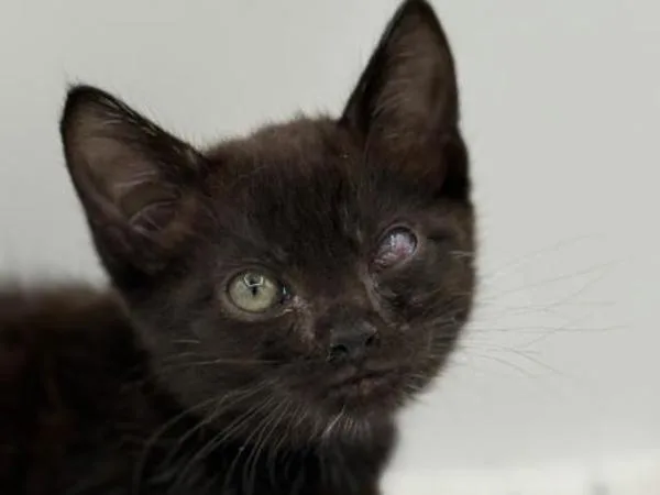 A baby small-sized male Domestic Short Hair cat named Baxter for adoption in Portland, OR