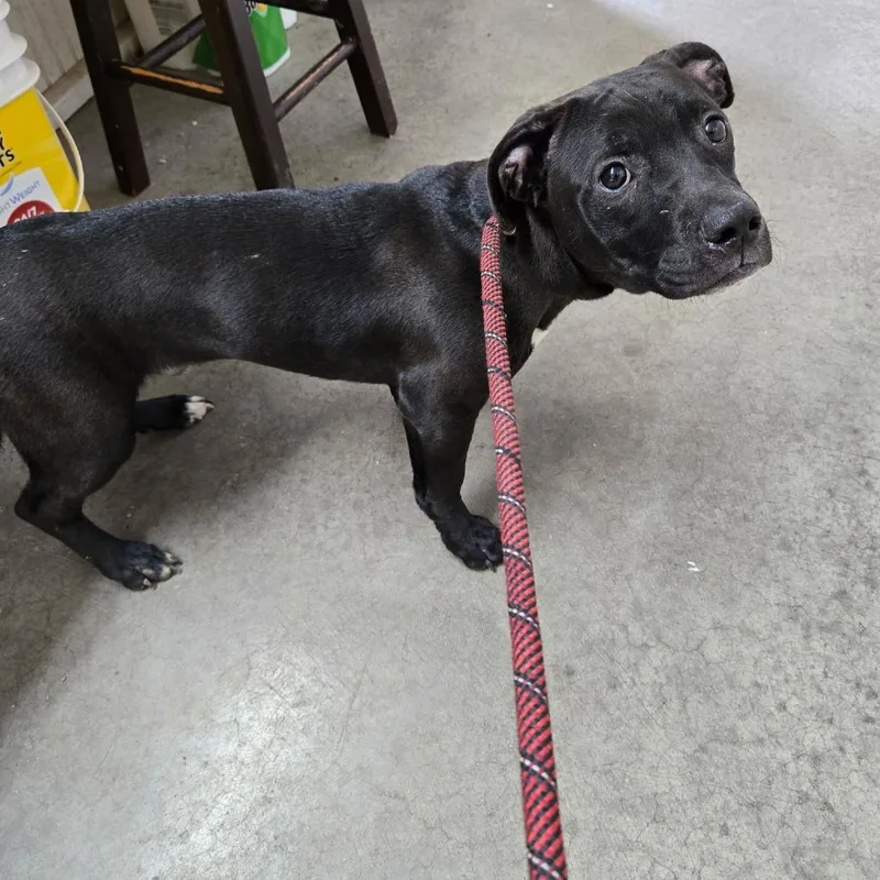 A young medium-sized male Black Pit Bull Terrier dog named Toby for adoption in Falmouth, KY