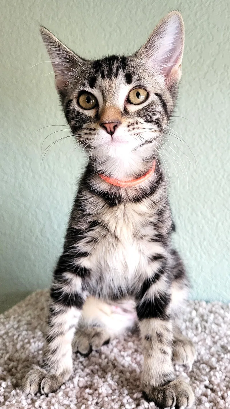 A baby medium-sized female Tabby cat named Mischief for adoption in Bentonville, AR