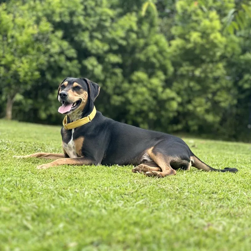 An adult large-sized male Black Mixed Breed dog named Apollo for adoption in Keaau, HI