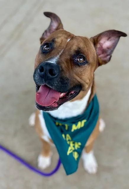 An adult medium-sized male Mixed Breed dog named Marlin for adoption in Charlotte, NC