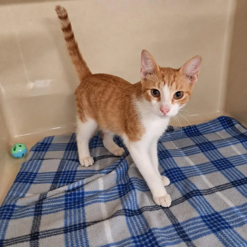 A baby medium-sized male Domestic Short Hair cat named O'Malley for adoption in Gautier, MS