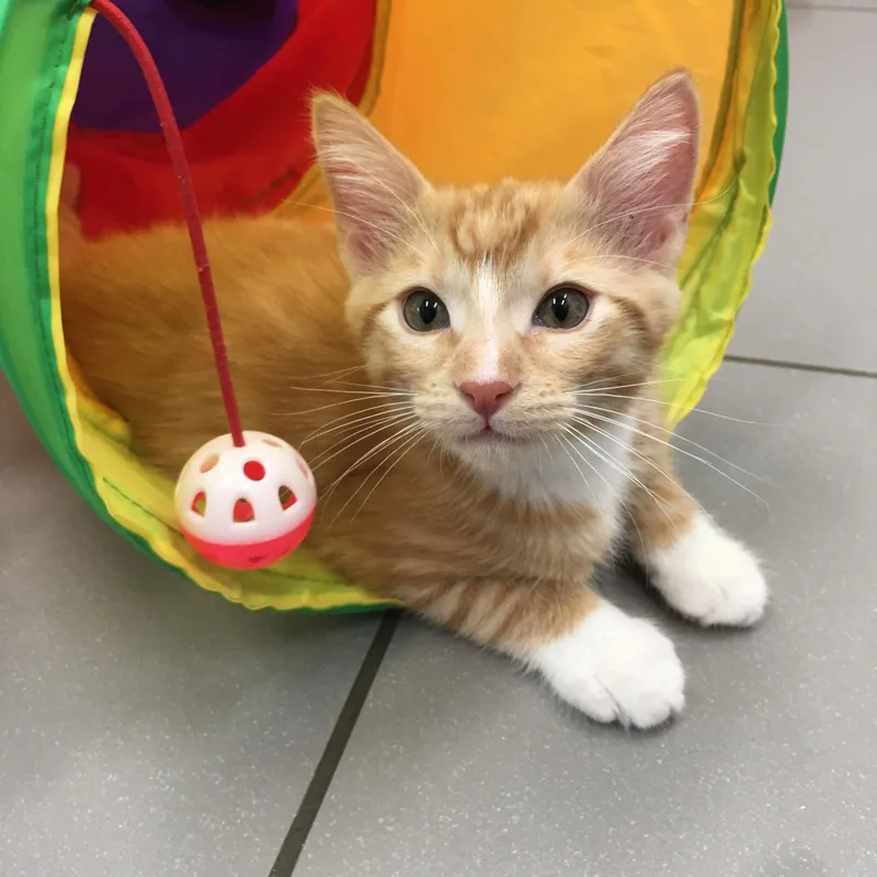 A baby small-sized male Orange / Red Domestic Short Hair cat named Samwise for adoption in Greenville, TX