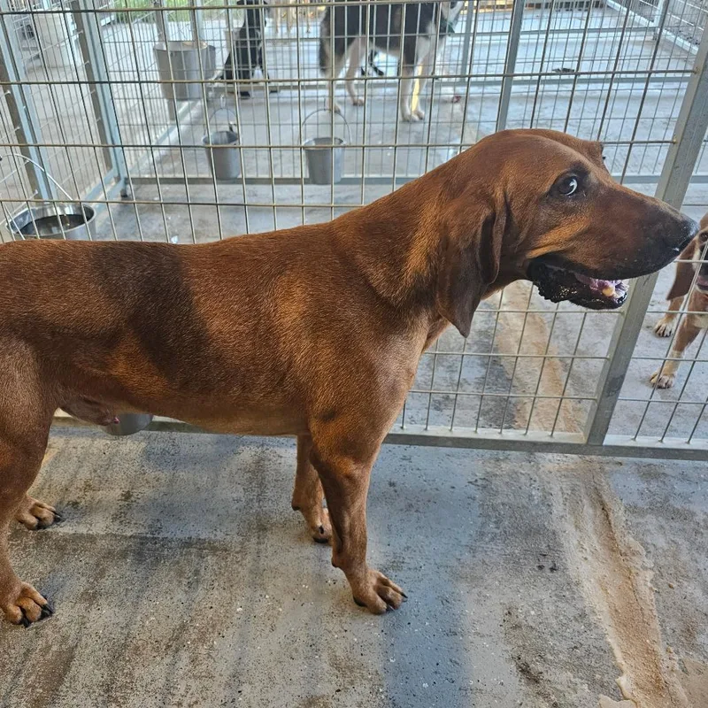 An adult large-sized male Redbone Coonhound dog named Dogde for adoption in mount vernon, AR