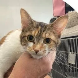 A young medium-sized female Tortoiseshell Domestic Short Hair cat named Serra for adoption in Naperville, IL
