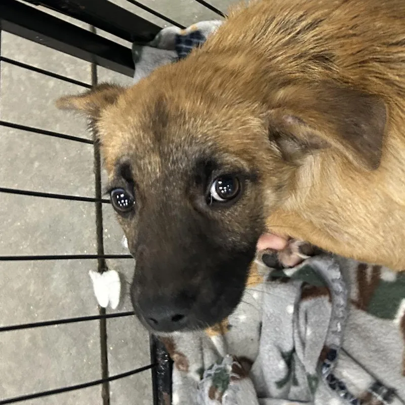 A baby small-sized male Brown / Chocolate Shepherd dog named Milton for adoption in Parrish, AL