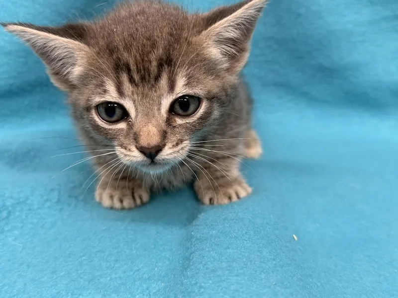 A young small-sized female Tabby (Gray / Blue / Silver) Domestic Short Hair cat named Dot for adoption in Oakdale, CA