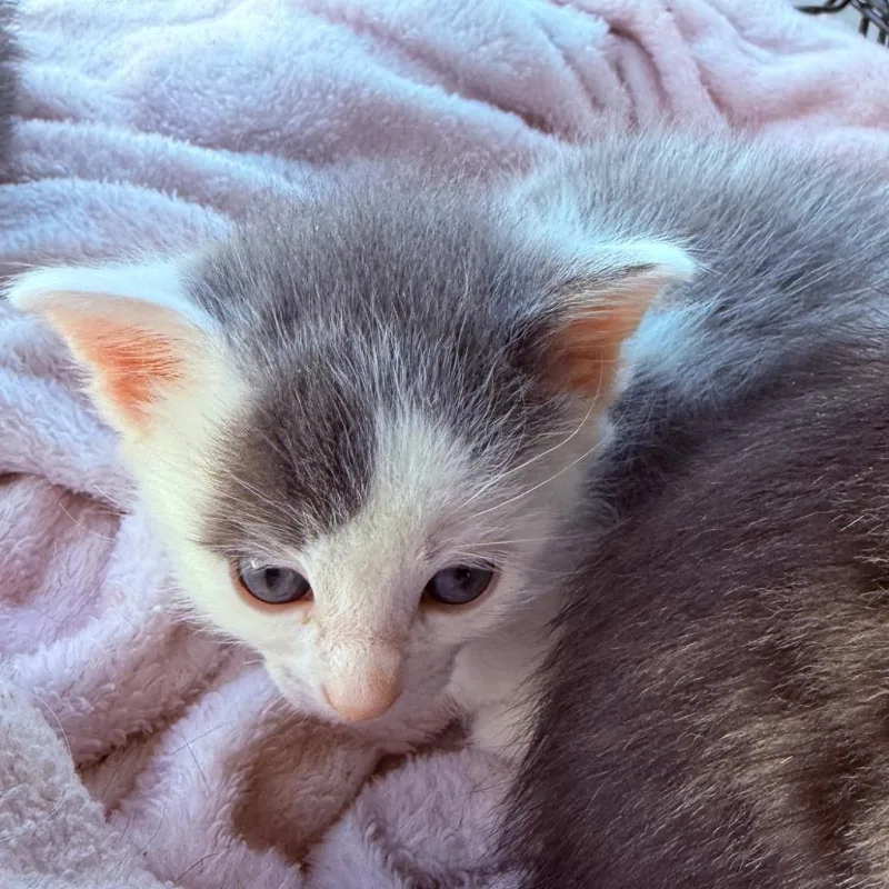 A baby small-sized male White Domestic Short Hair cat named Bugsy for adoption in Layton, UT