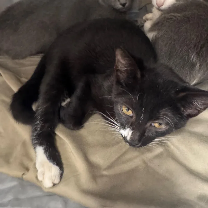 A baby small-sized female Domestic Short Hair cat named Blanche for adoption in Tampa, FL
