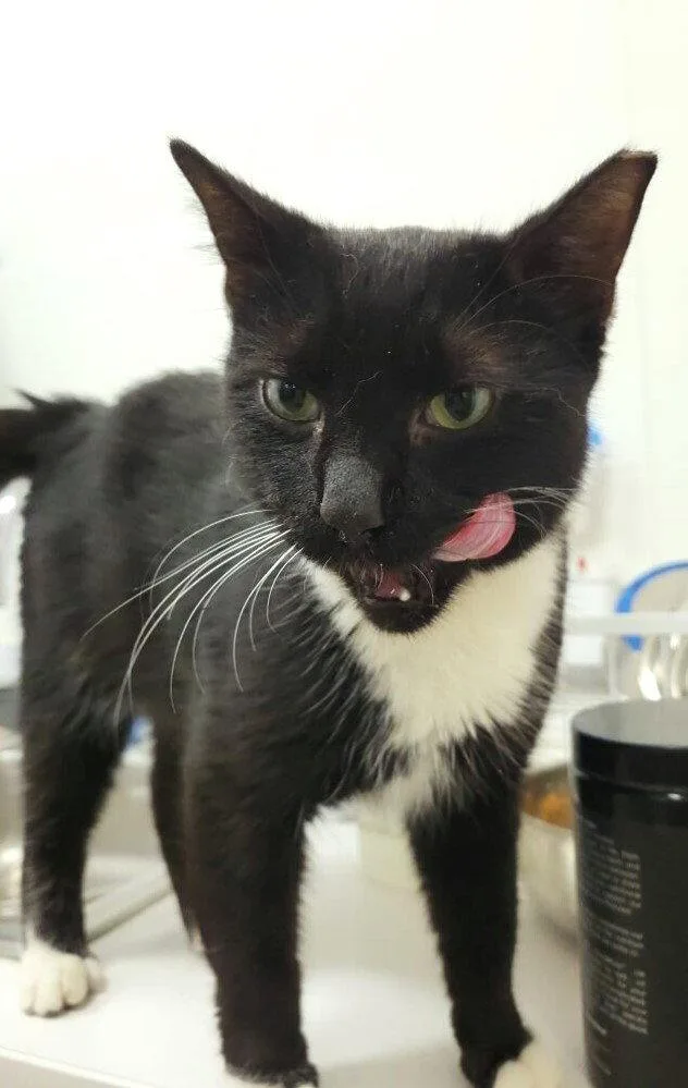 A young medium-sized male Black & White / Tuxedo Domestic Short Hair cat named Domino for adoption in St. Cloud, FL