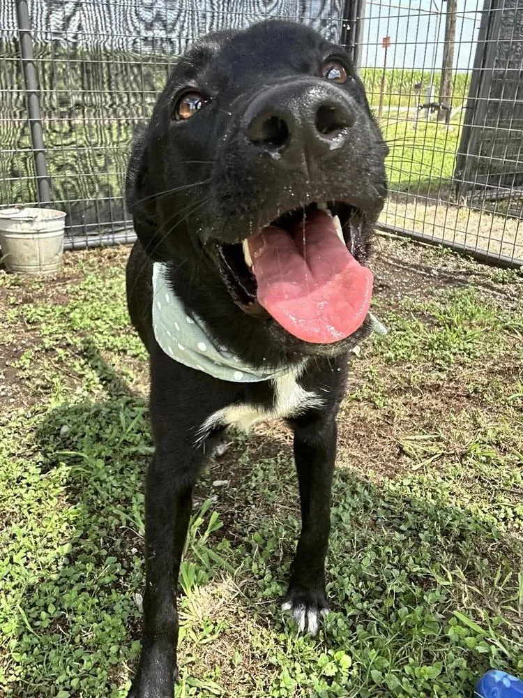 An adult medium-sized male Black Mixed Breed dog named Pluto for adoption in Scott, LA