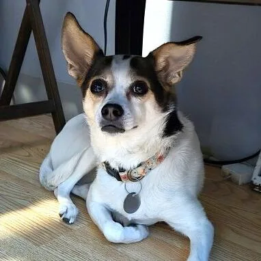 Sissybindi Chi thumbnail 2