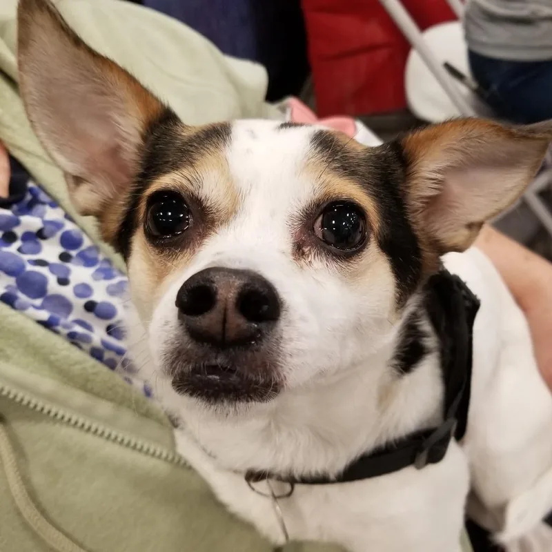 Sissybindi Chi thumbnail 3