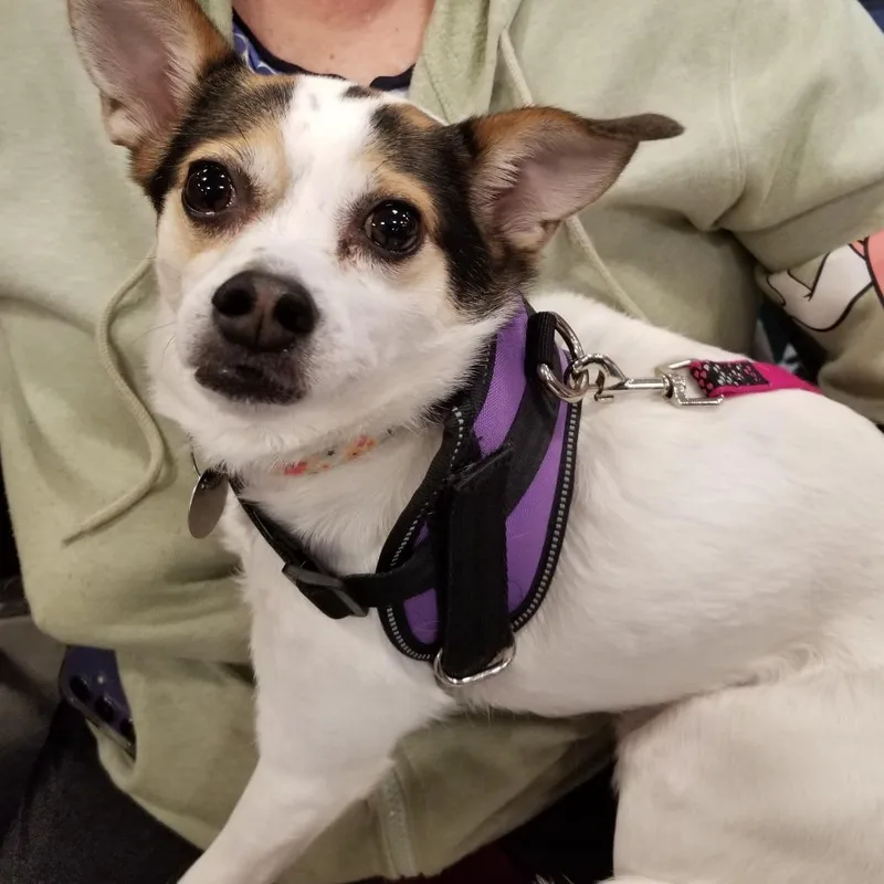 Sissybindi Chi thumbnail 4