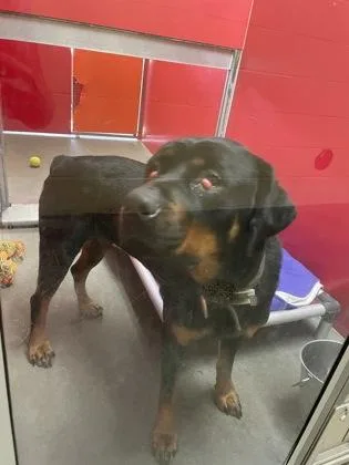 An adult large-sized female Rottweiler dog named Jolene for adoption in Independence, MO
