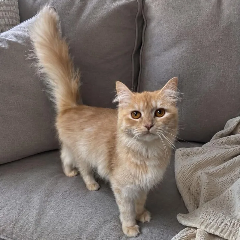 An adult small-sized female Orange / Red Domestic Long Hair cat named Nova for adoption in Long Island City, NY