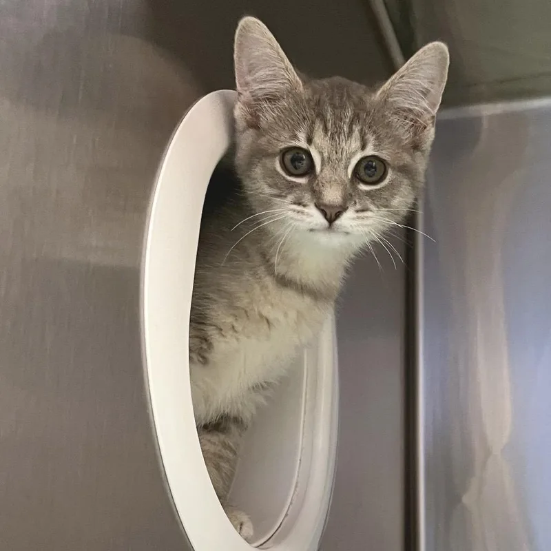 A baby small-sized female Gray / Blue / Silver Domestic Short Hair cat named Princess for adoption in York, PA