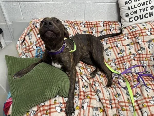An adult medium-sized female Mixed Breed dog named Brewster for adoption in New York, NY