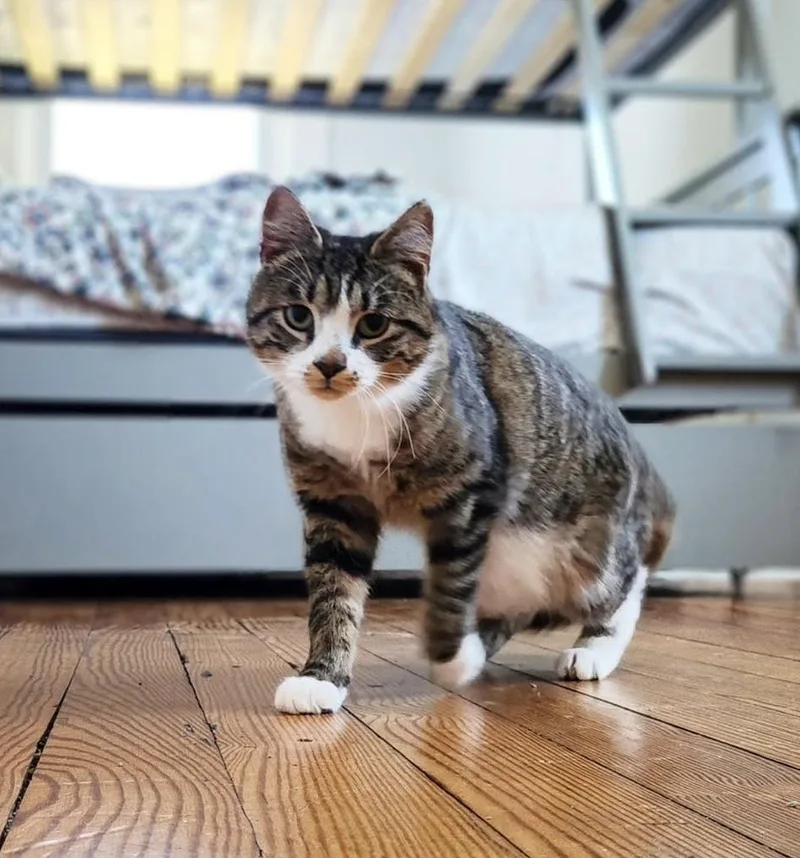 A young medium-sized male Tabby (Brown / Chocolate) Domestic Short Hair cat named Collin for adoption in Manchester, MD