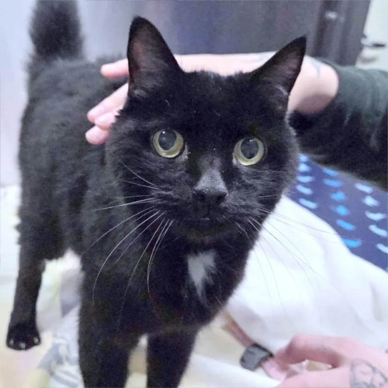 A senior medium-sized male Black Domestic Short Hair cat named Gabby for adoption in Providence, RI