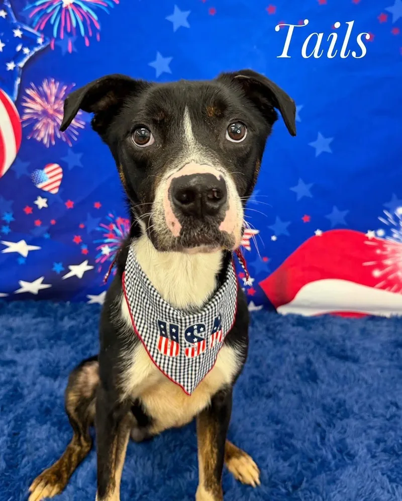 An adult medium-sized male Black Mixed Breed dog named Tails for adoption in Flint, MI
